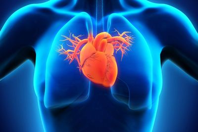 3D medical illustration of a glowing heart inside a human torso silhouette, cardiology concept